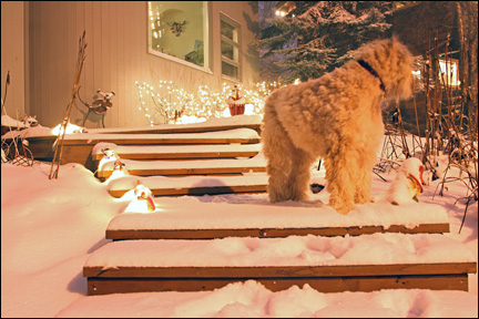 Tyge on the snowy steps